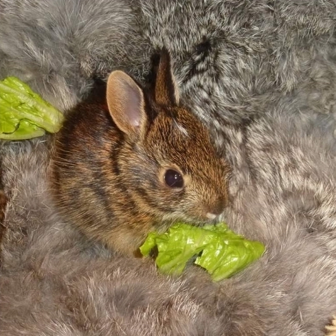 rabbit
