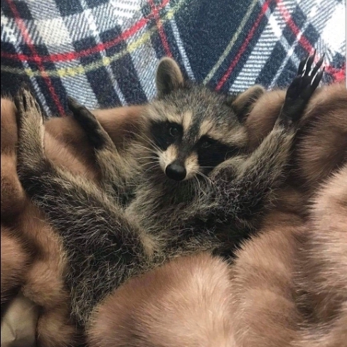 raccoon